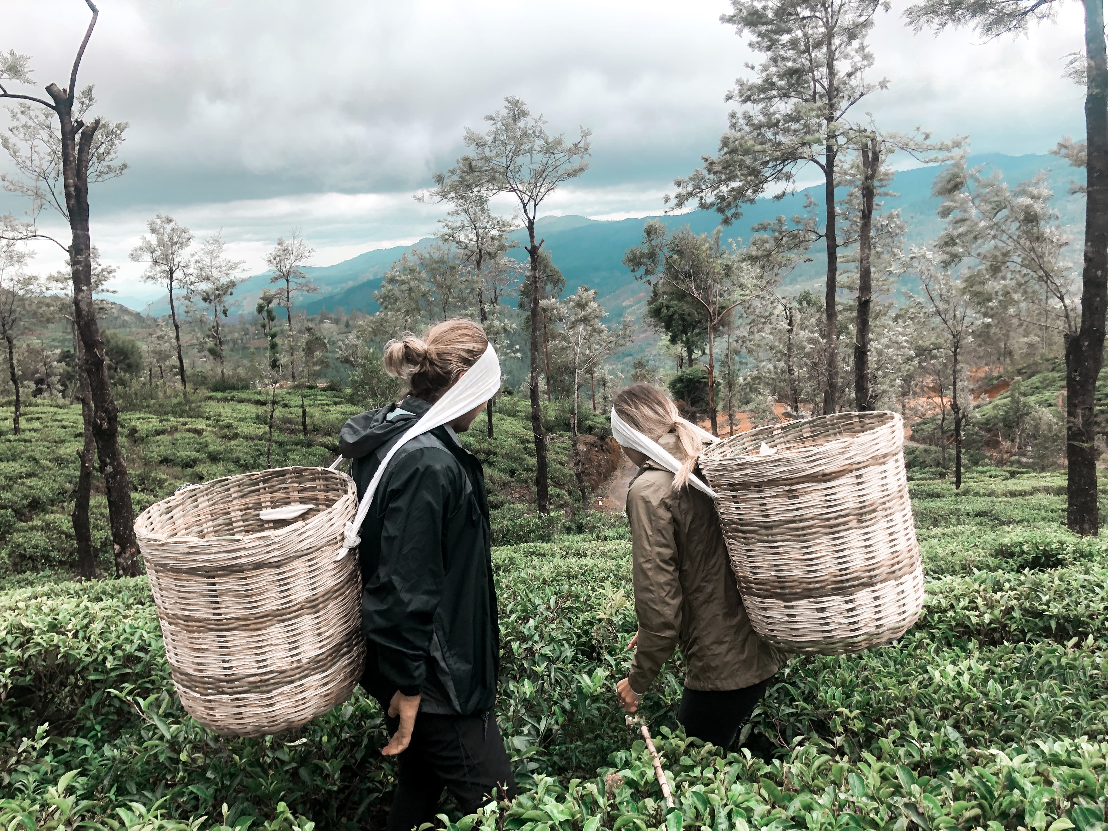 From tea leaf to cup